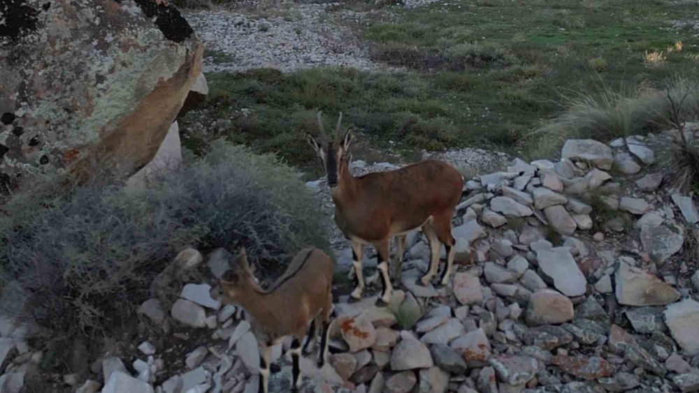 Erzurum'da dağ keçileri ve yavrularının iç ısıtan görüntüsü