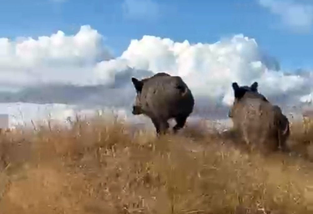 Bitlis'te domuz sürüsü yola indi