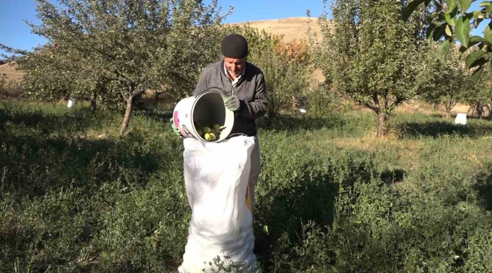 Van'da elma hasadı başladı