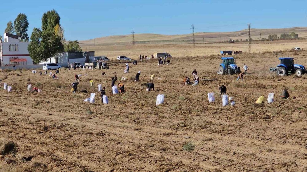 Bitlis'te bir çiftçi patatesleri bedava dağıttı