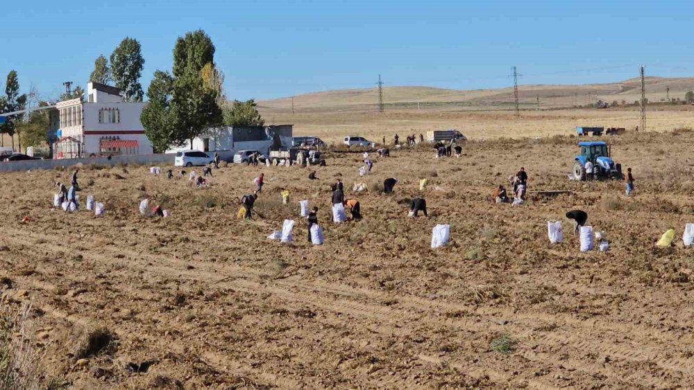 Bitlis'te bir çiftçi patatesleri bedava dağıttı