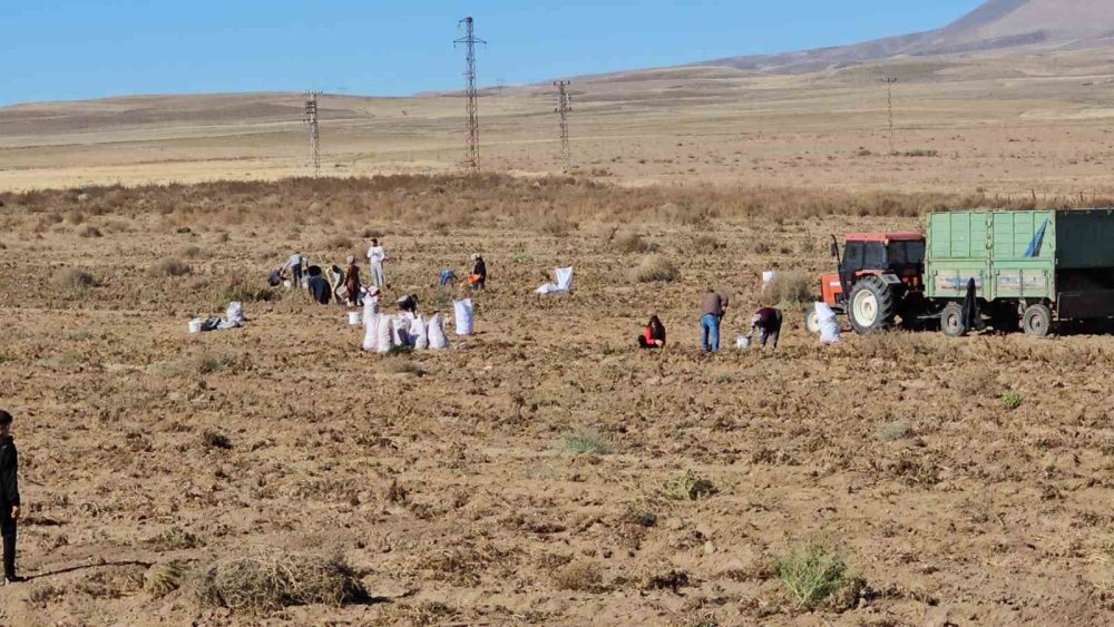 Bitlis'te bir çiftçi patatesleri bedava dağıttı