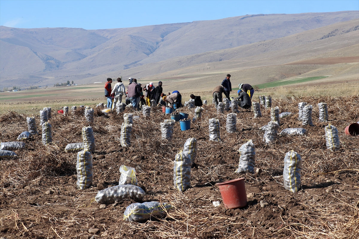 aa-20241031-36065712-36065709-pasinler-ovasinin-yeni-urunu-mor-patates-oldu.jpg