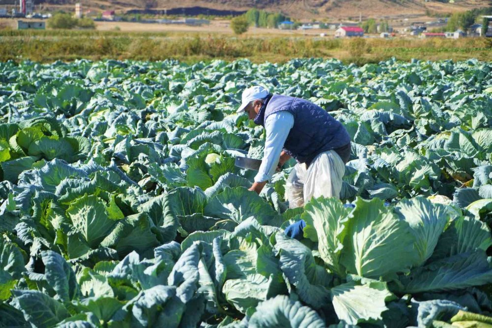 Muş’ta lahana hasadından gelir beklentisi yüksek