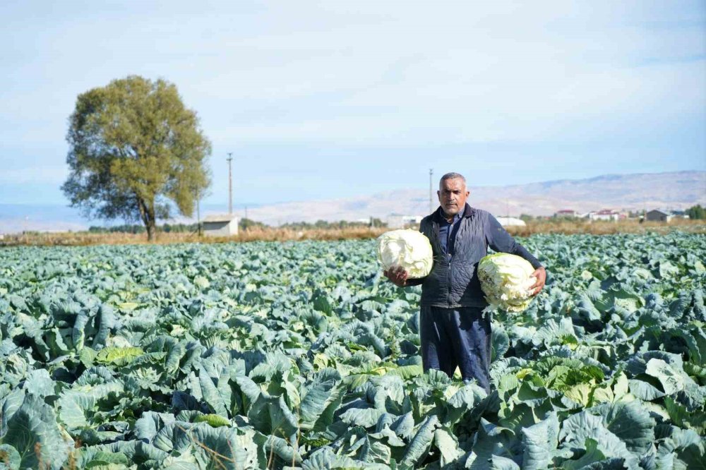 Muş’ta lahana hasadından gelir beklentisi yüksek