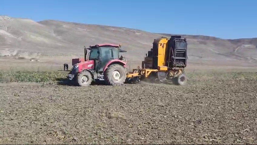 Erzurum'da şeker pancarı hasadı başladı