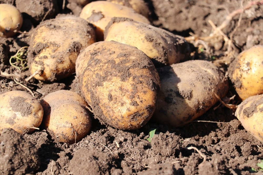 Erzurum'da patates üreticileri, emeklerinin karşılığı için lisanslı depo kurulmasını istiyor