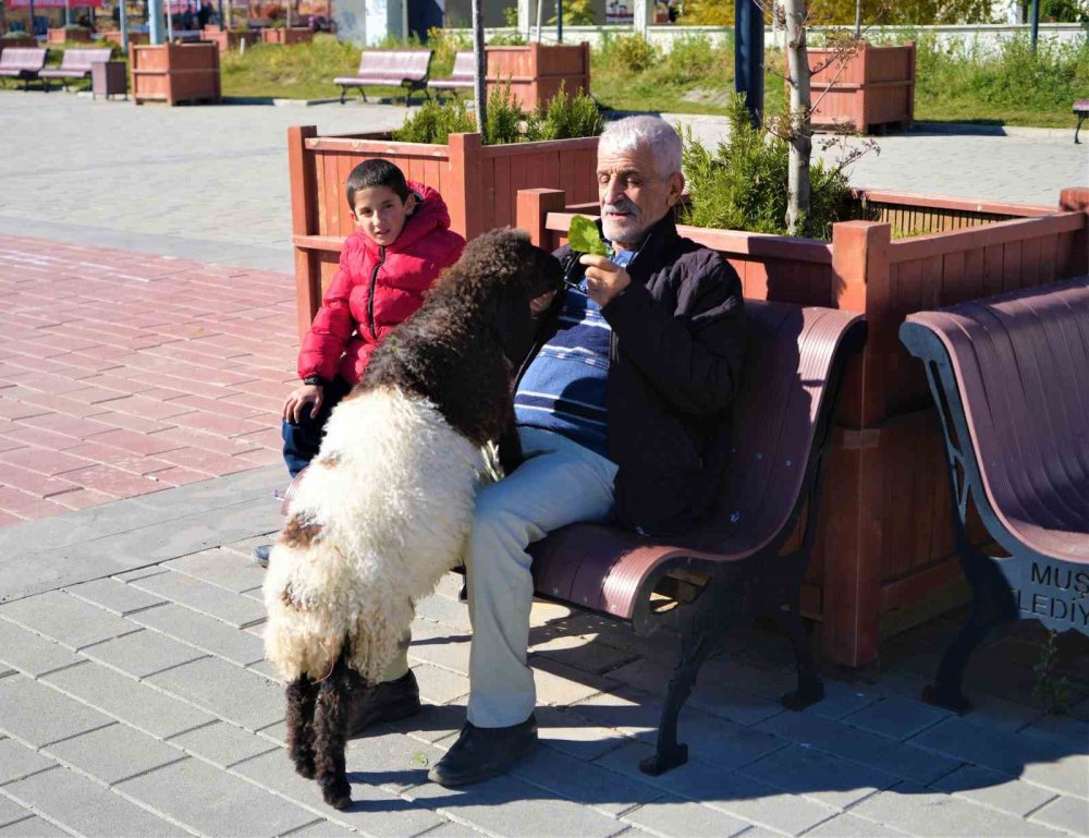 Muş’ta Maşallah amcanın kuzu ile dostluğu yürekleri ısttı