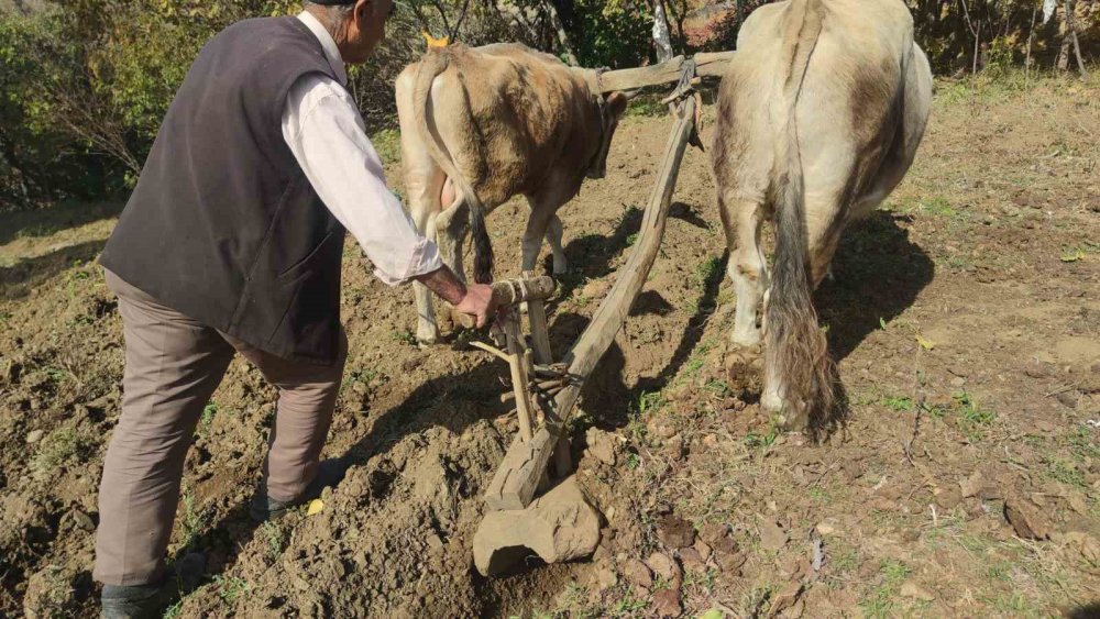 Bitlis'teki bu köyde tarım karasabanla yapılıyor