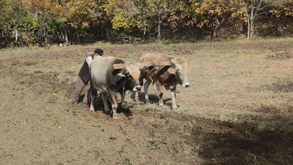 Bitlis'teki bu köyde tarım karasabanla yapılıyor