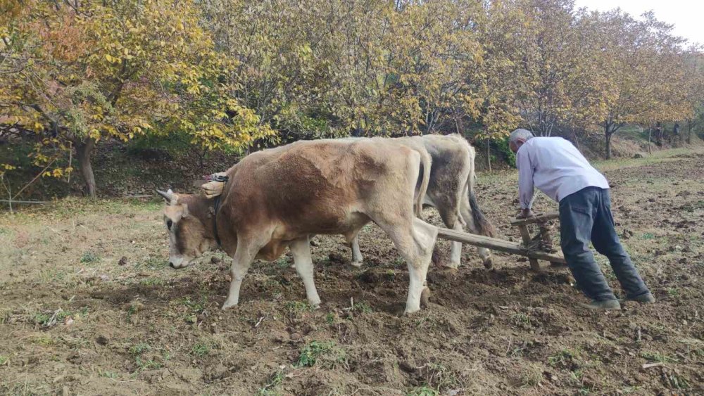 Bitlis'teki bu köyde tarım karasabanla yapılıyor