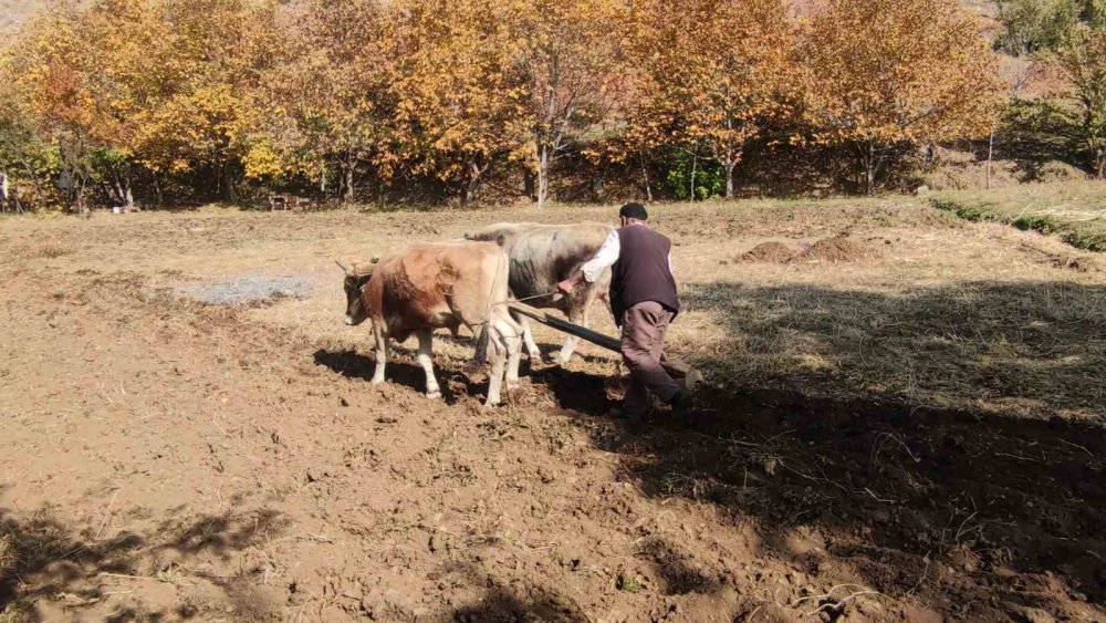 Bitlis'teki bu köyde tarım karasabanla yapılıyor