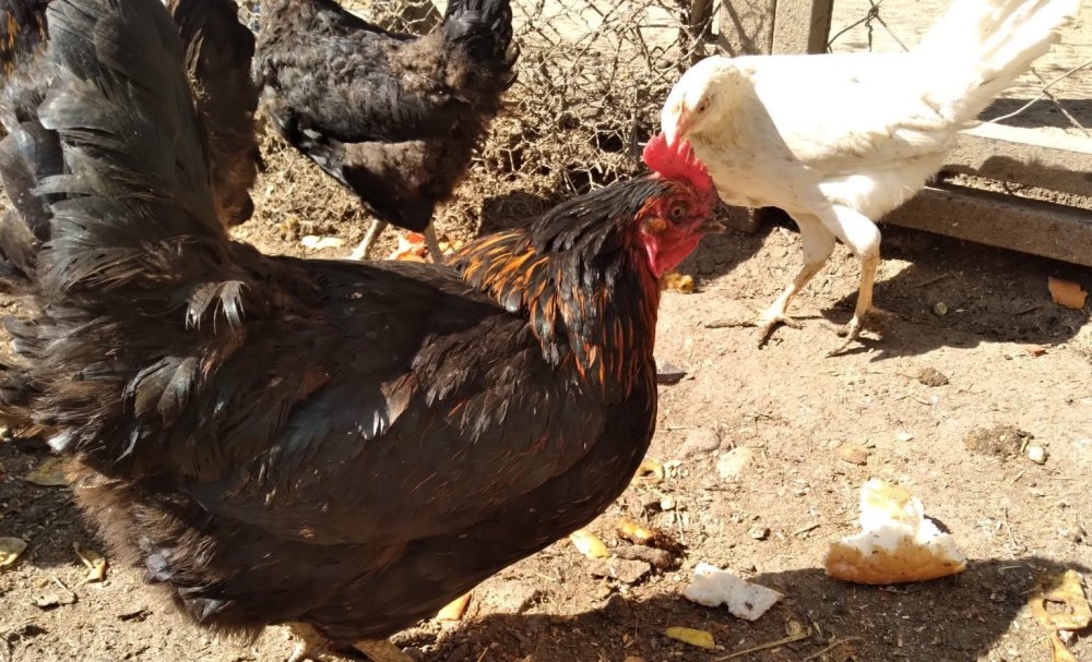 Türkiye’de kuş gribi vakaları göçmen su kuşları kaynaklı ortaya çıkıyor