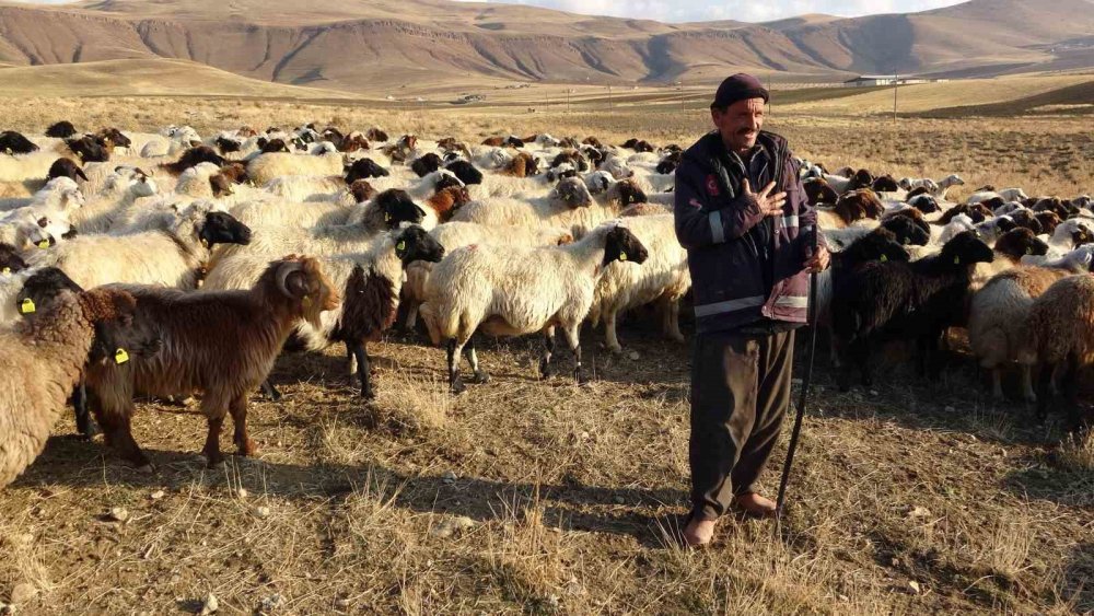 Van’da küçükbaş hayvancılığa rekor destek