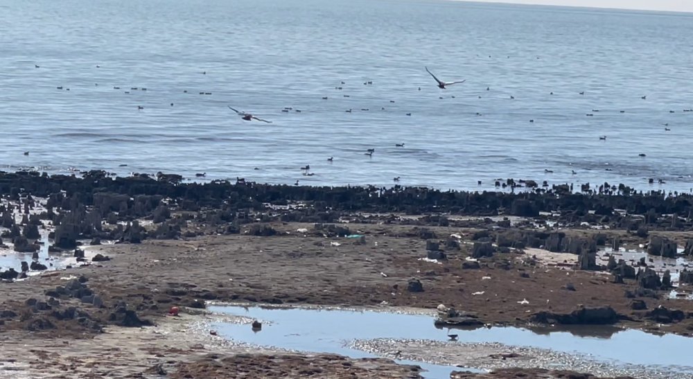 Van Gölü’nün çekilmesi kuşlara yeni yaşam alanı oldu