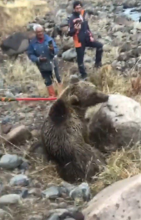 Muş’ta yaralı halde bulunan ayı tedavi altına alındı