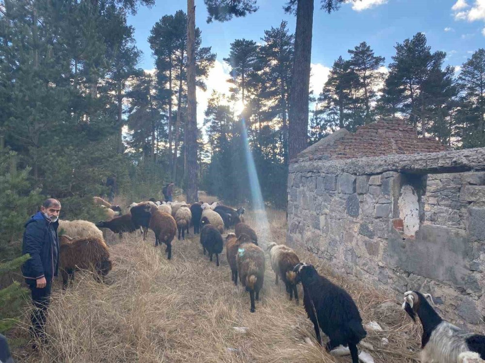 Kars'ta çalınan hayvanlar bulundu