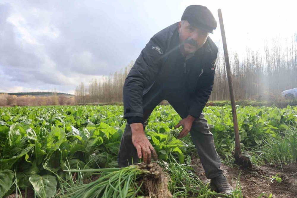 Diyarbakır'da Hevsel Bahçeleri’nde sezonun son hasadı