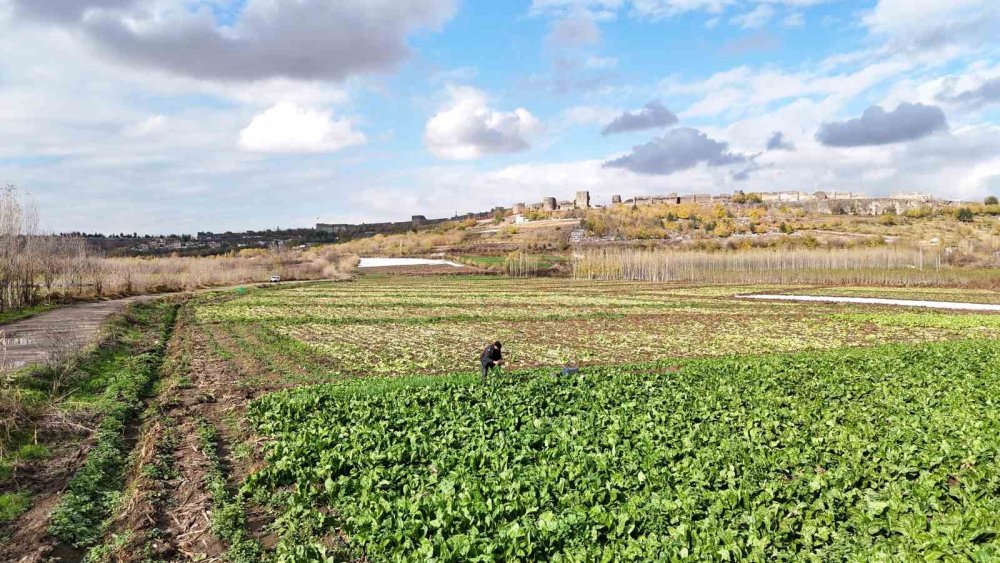 Diyarbakır'da Hevsel Bahçeleri’nde sezonun son hasadı