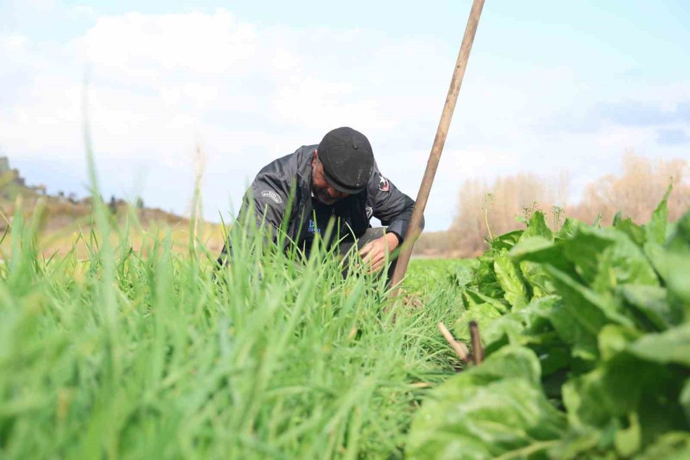 Diyarbakır'da Hevsel Bahçeleri’nde sezonun son hasadı