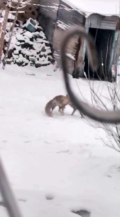 Erzurum’da tilkiler ilçe merkezine inerek kar keyfi yaptı