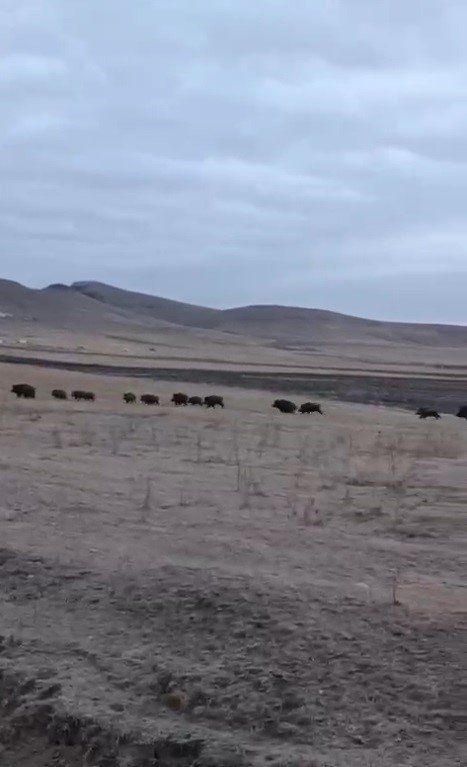 Kars’ta domuz sürüsü köye indi