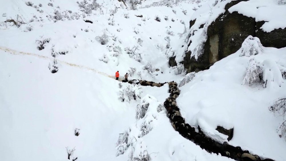 Erzurum’da acı olay: 350 koyun uçurumdan düştü