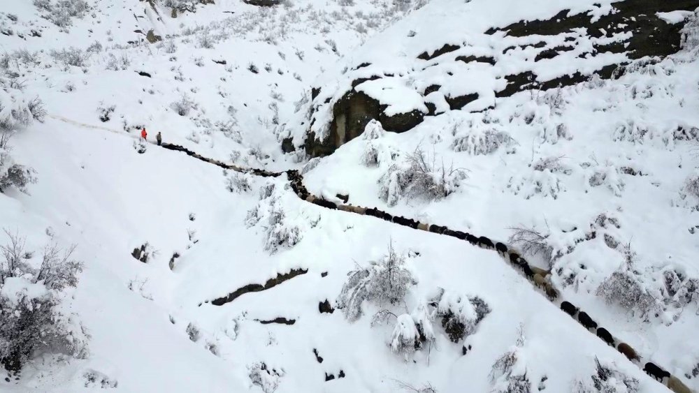 Erzurum’da acı olay: 350 koyun uçurumdan düştü