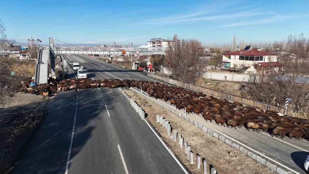 Iğdırlı besiciler havaların soğumasıyla memleketlerine döndü