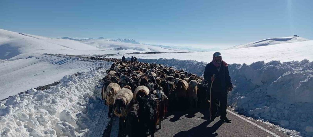 Muş’ta 2 bin koyun karda mahsur kaldı