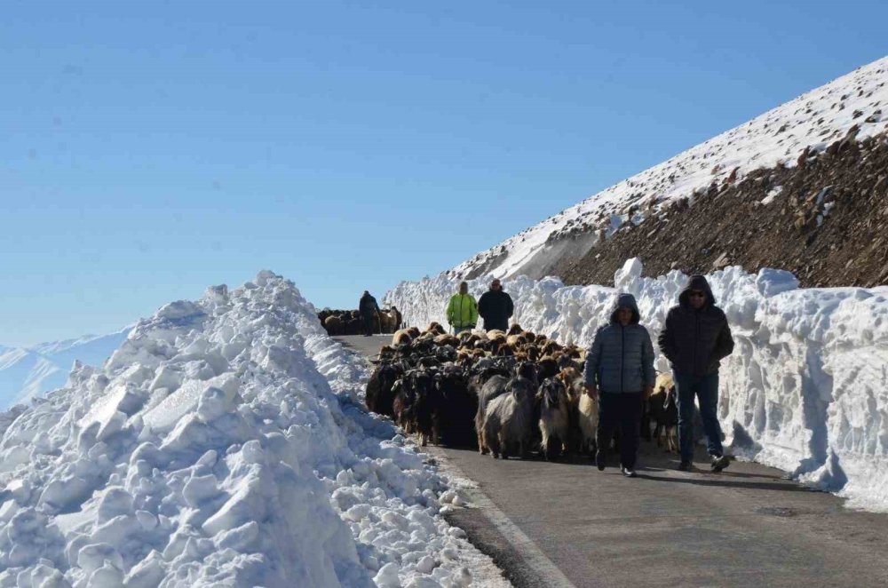 Muş’ta 2 bin koyun karda mahsur kaldı