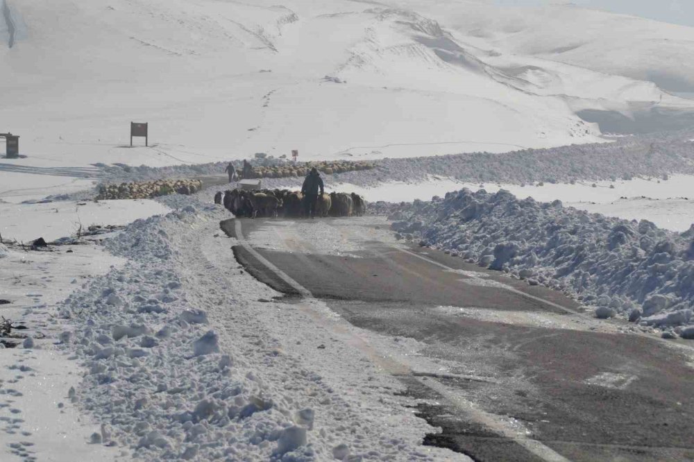 Muş’ta 2 bin koyun karda mahsur kaldı