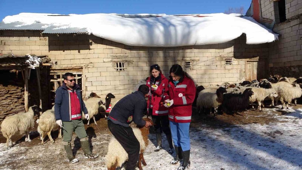 Van’da zorlu kış şartlarına rağmen hayvanlar ihmal edilmiyor