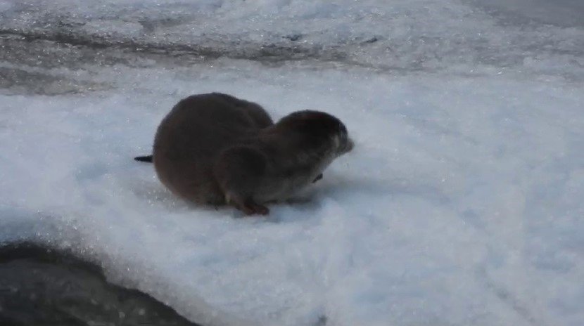 Erzurum’da su samurunun kar keyfi