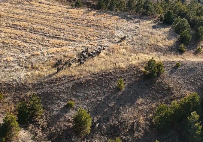 Bitlis'te domuz sürüsü görüntülendi