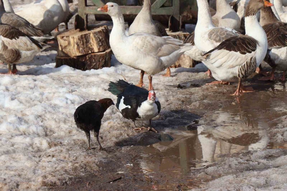 Erzurum'da bitkin halde bulunan yaban kazı, misafir edildiği kümesi sahiplendi