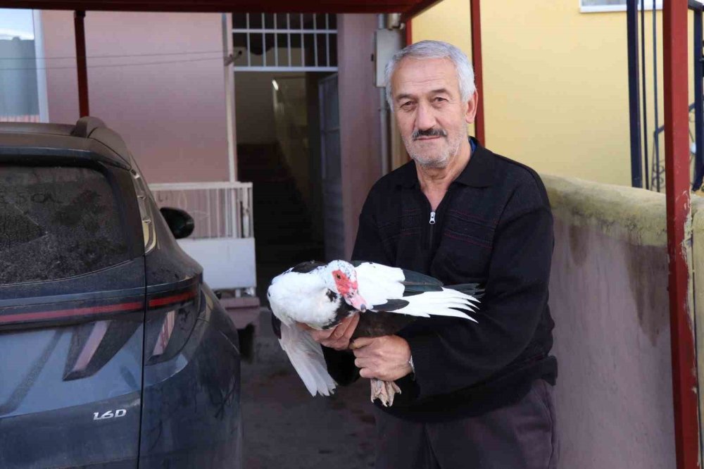 Erzurum'da bitkin halde bulunan yaban kazı, misafir edildiği kümesi sahiplendi