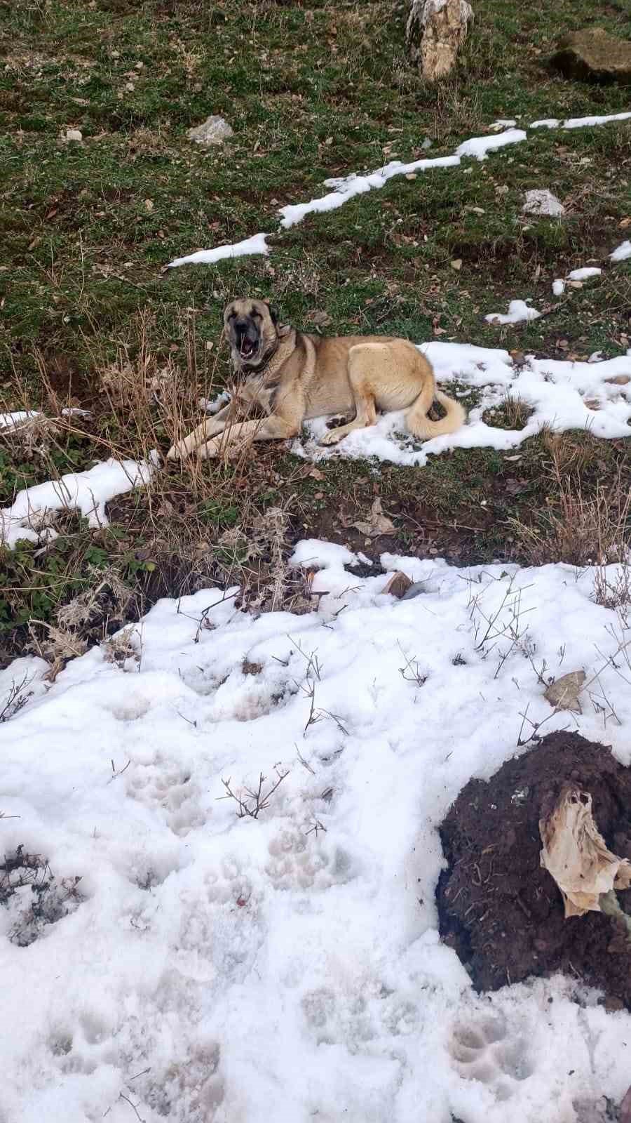 Bitlis'te sürüye saldıran kurdu, çoban köpekleri telef etti