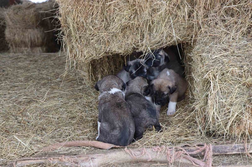 Erzurum'da kuyruksuz doğan köpek yavruları sahiplerini şaşırttı