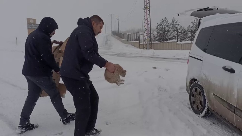 Erzurum polisinden sokak hayvanlarına şefkat eli