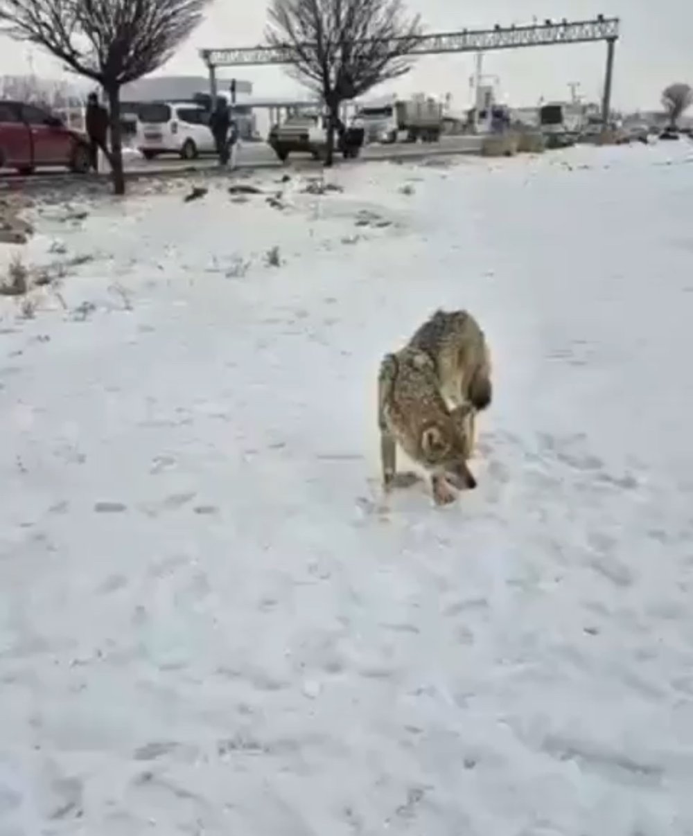 Bitlis'te yaralı kurt sanayi bölgesine indi