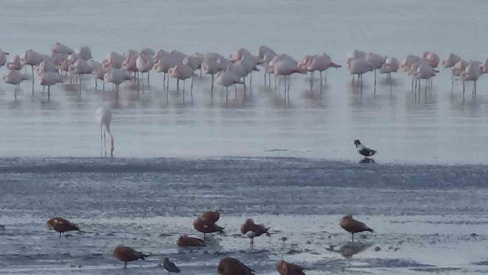 Flamingolar Van Gölü havzasını mesken tuttu