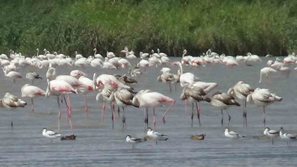 Flamingolar Van Gölü havzasını mesken tuttu